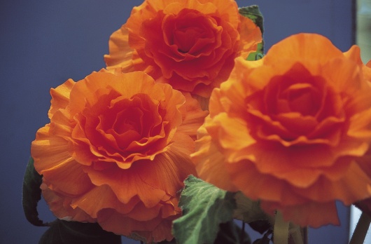 B. ‘Krakatoa’